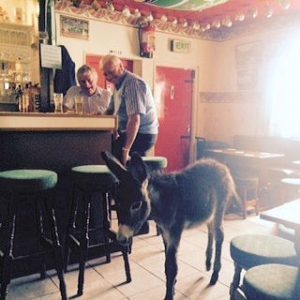 Spot the donkey!! Dick Sheehy’s foal out for his Sunday morning pint! Hope he brought his ID with him, he looks a bit young!!! 